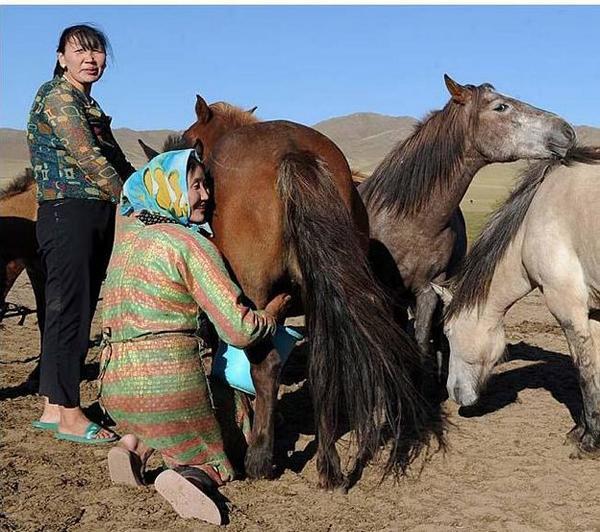 Lait de jument mongolie